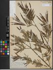 Foto von Salix viminalis L.
